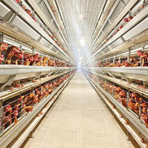 Pran to invest Tk 600cr more in poultry portfolio by 2027